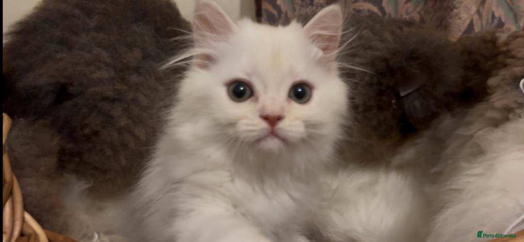 Munchkin cats for sale: Sweet Munchkins 🤗 - Image 5