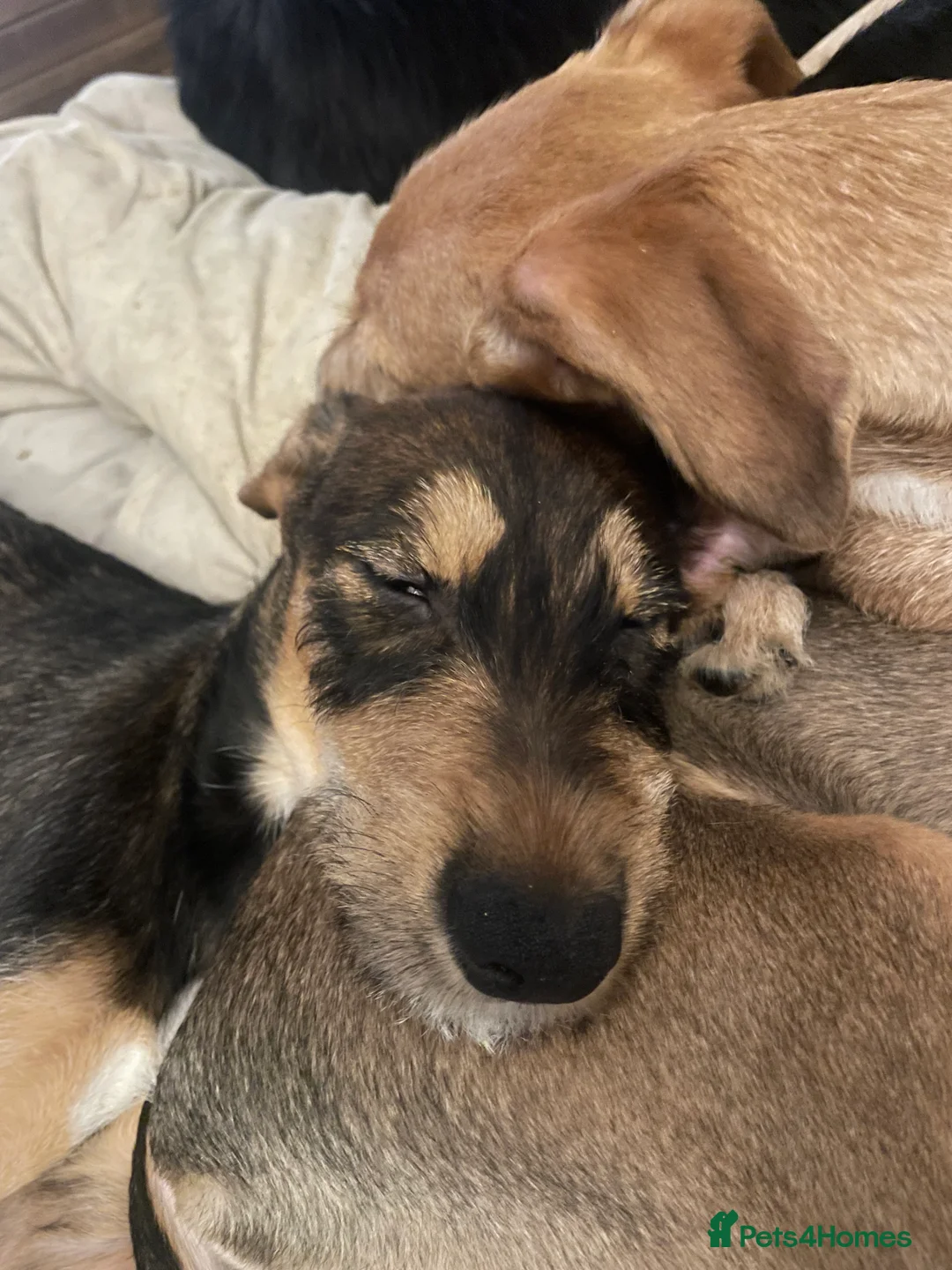 Mixed Breed dogs for sale: Tracy Jones - Advert 5