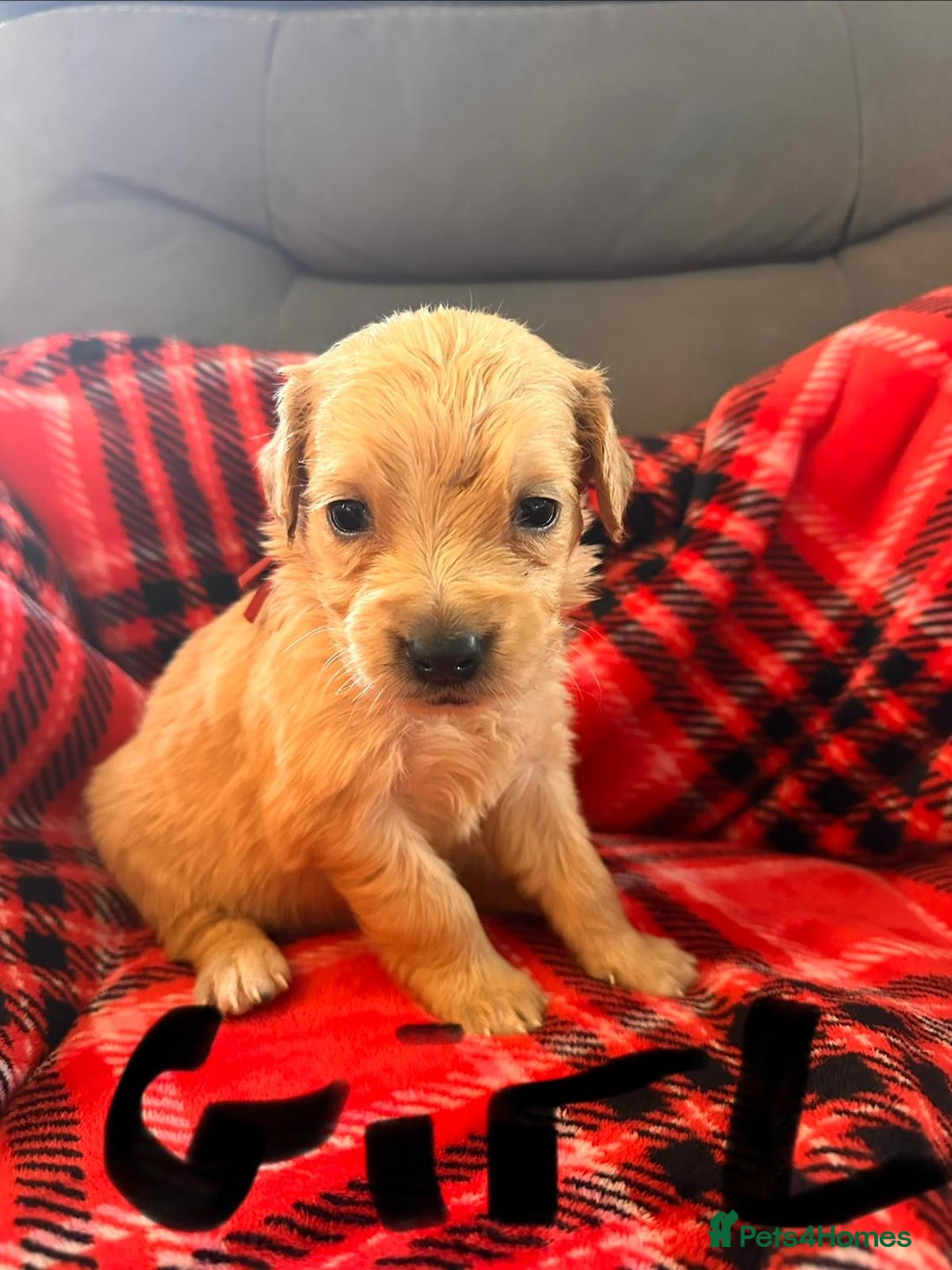 Golden Retriever dogs for sale: beautiful KC GR READY 23/12/25 - Advert 13