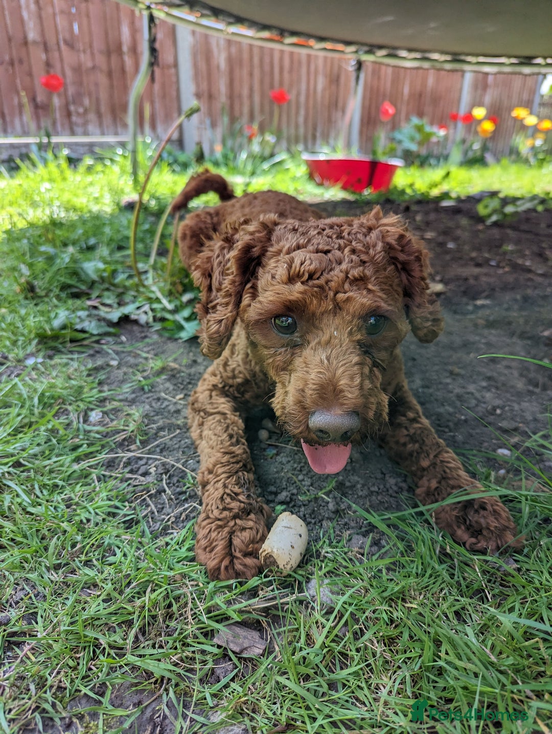 Toy Poodle dogs for stud: For stud Toy-miniature poodle  - Advert 5