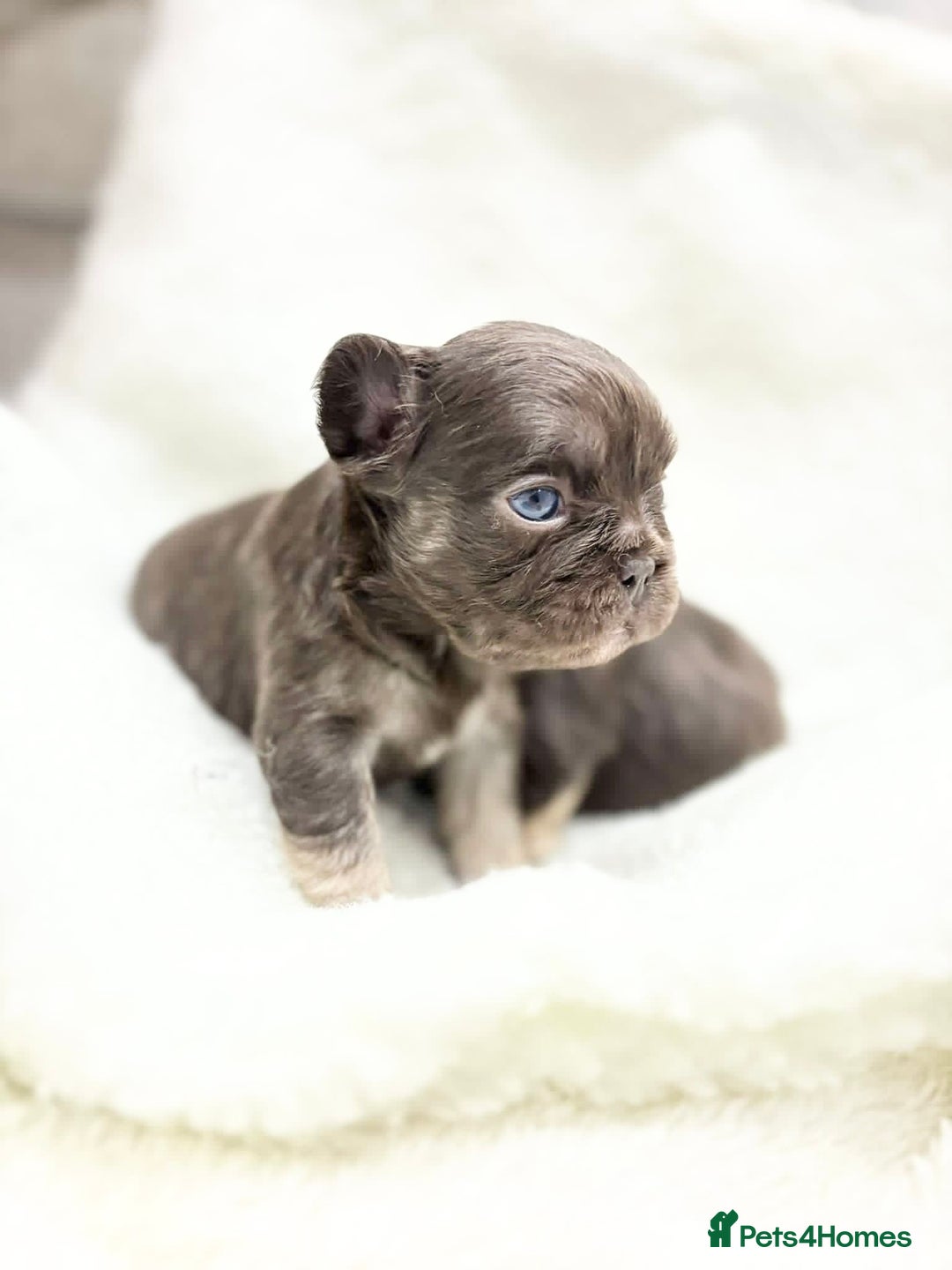 French Bulldog dogs for sale: Beautiful litter off French bulldog puppies  - Image 18
