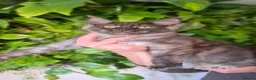 Maine Coon cats for sale: Tica register Maine Coon kittens  - Advert 19