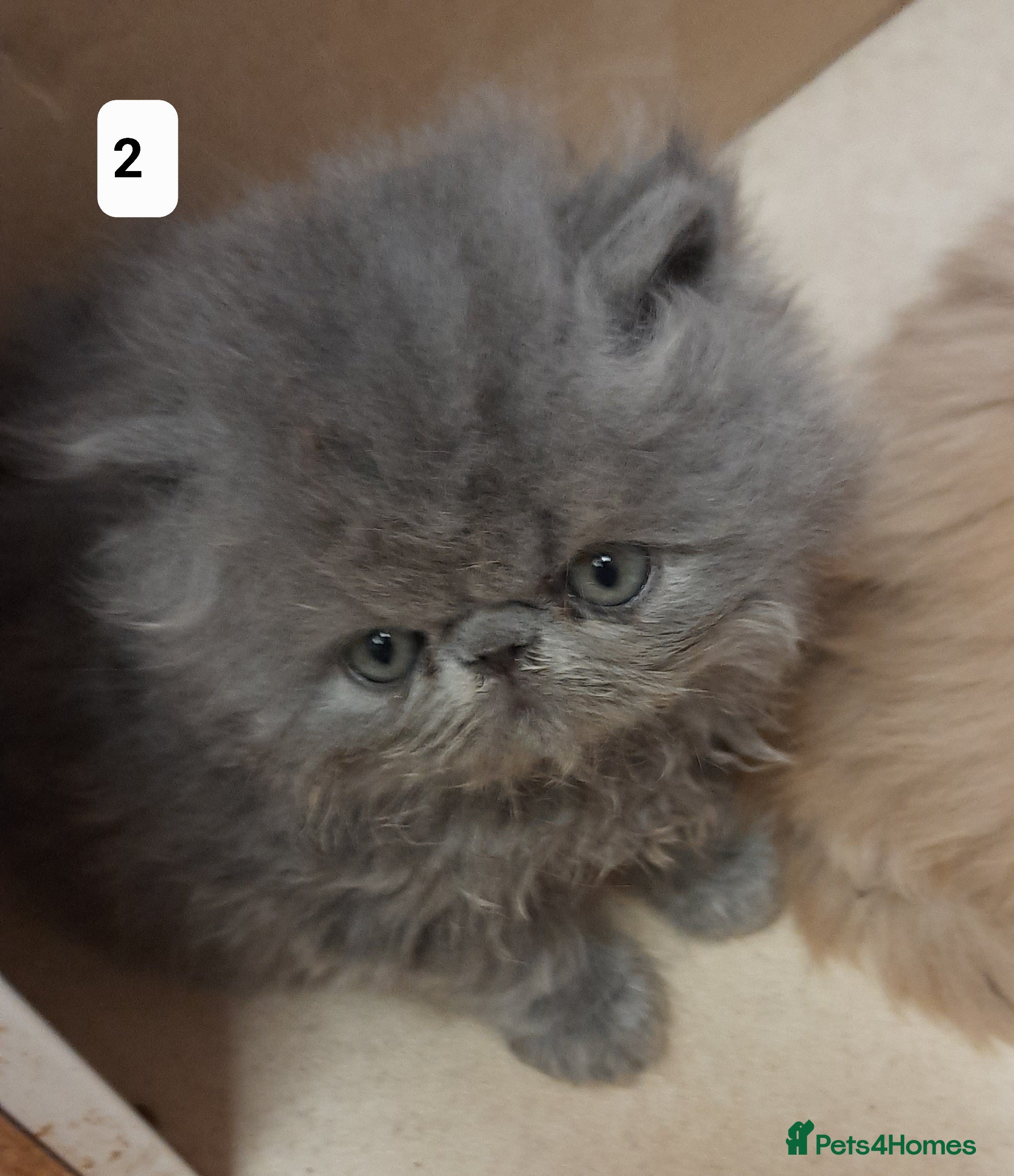 Persian cats Registered Persian kittens  - Advert 1