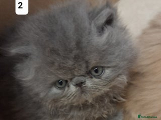 Persian cats Registered Persian kittens - Advert 1