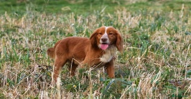 Cocker Spaniel dogs - Advert 2