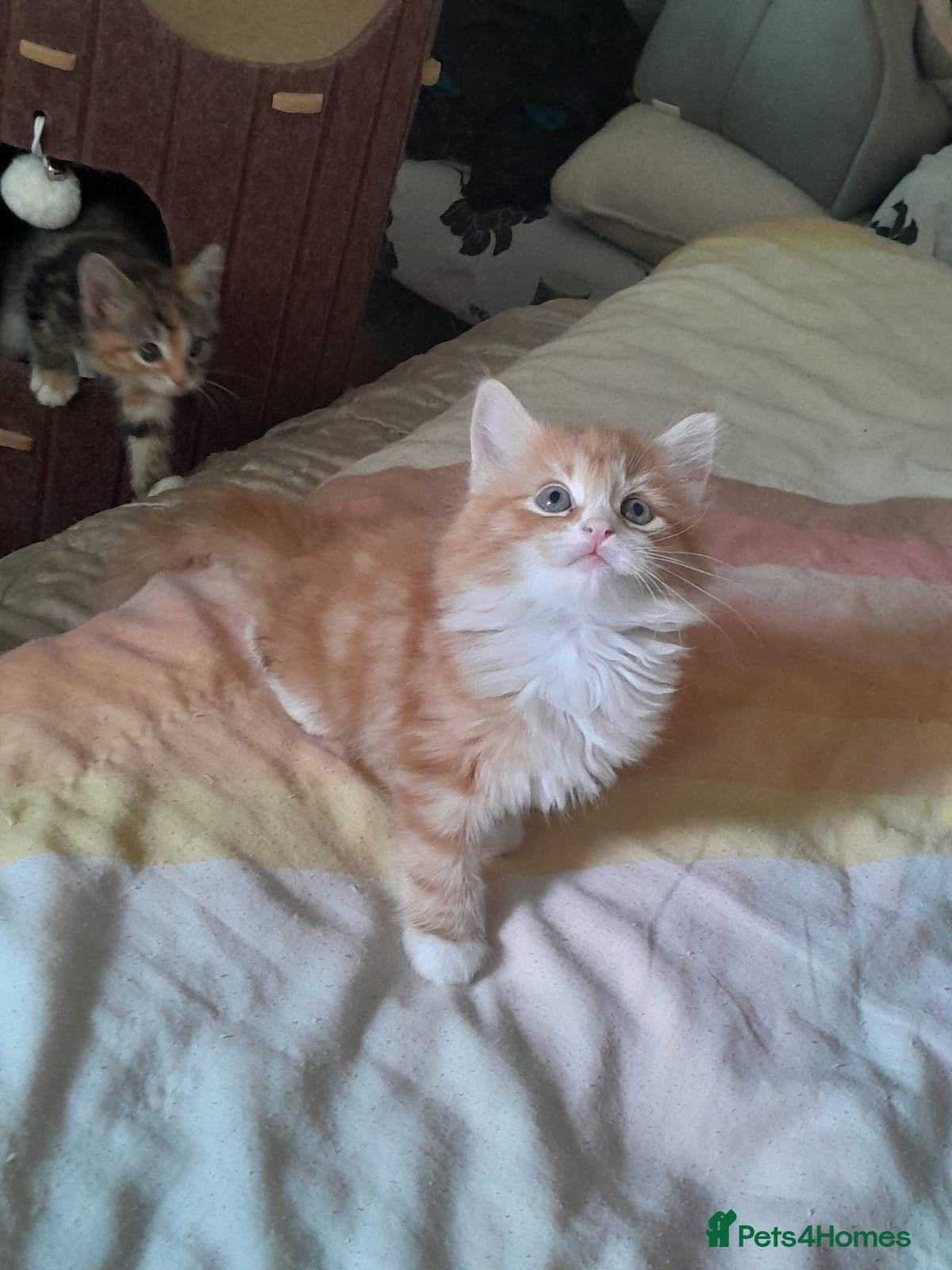 Mixed Breed cats 4 beautiful and gorgeous kittens😻😸😺😽 - Advert 11