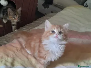 Mixed Breed cats 4 beautiful and gorgeous kittens😻😸😺😽 - Advert 10