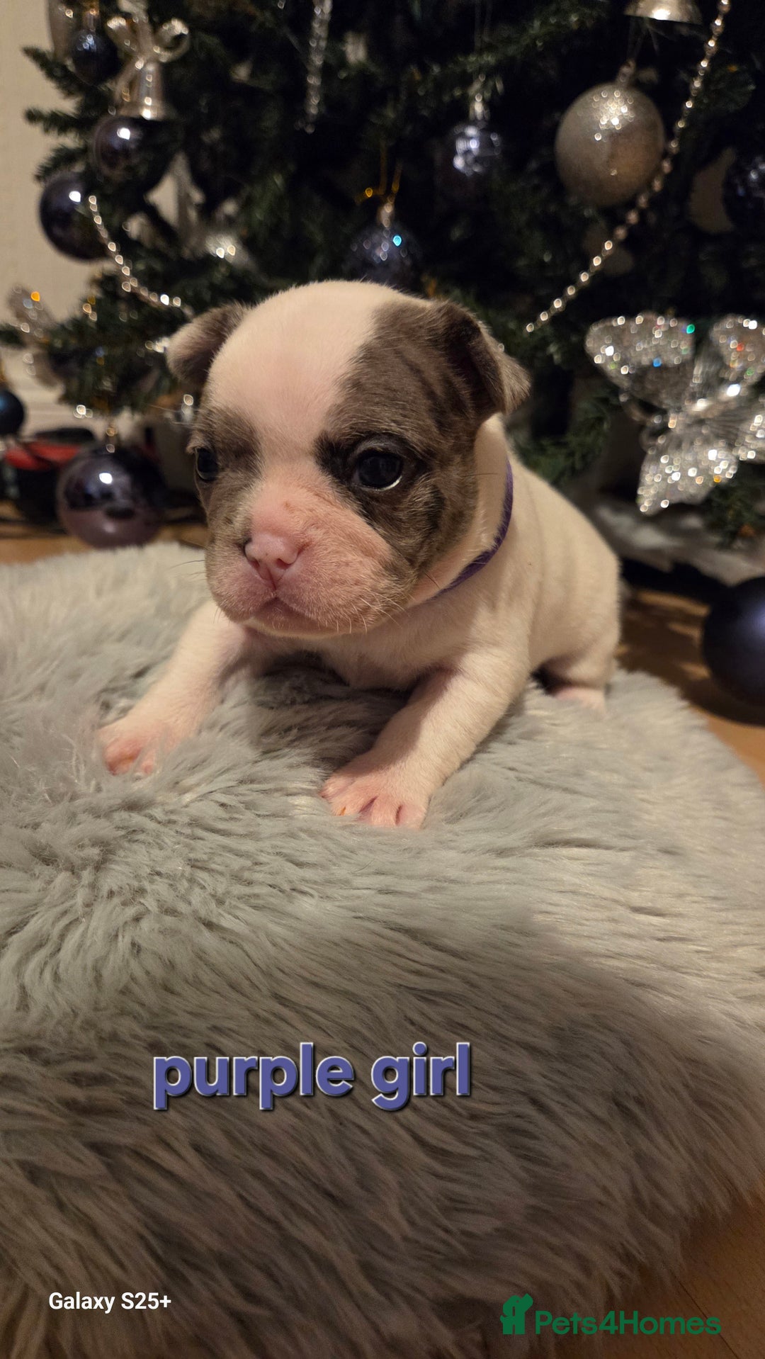 French Bulldog dogs for sale: Adorable French Bulldog puppies  - Advert 22