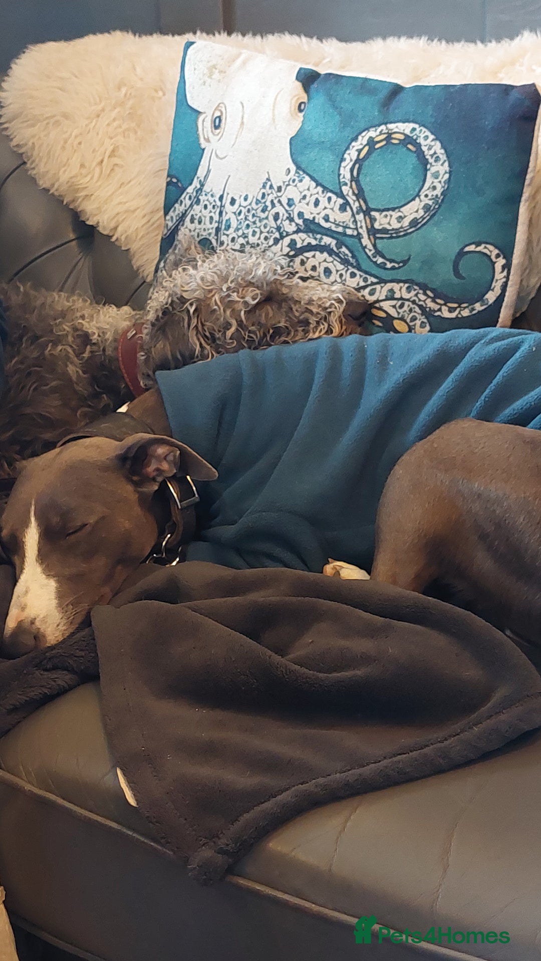 Mixed Breed dogs for sale: Bedlington x Whippet puppies - Image 11