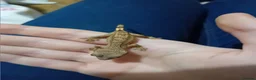 Lizard reptiles for sale: Several baby crested geckos for sale - Advert 5