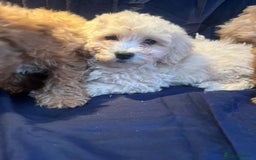 Cavapoo dogs for sale: Cavapoo puppy's  - Image 5