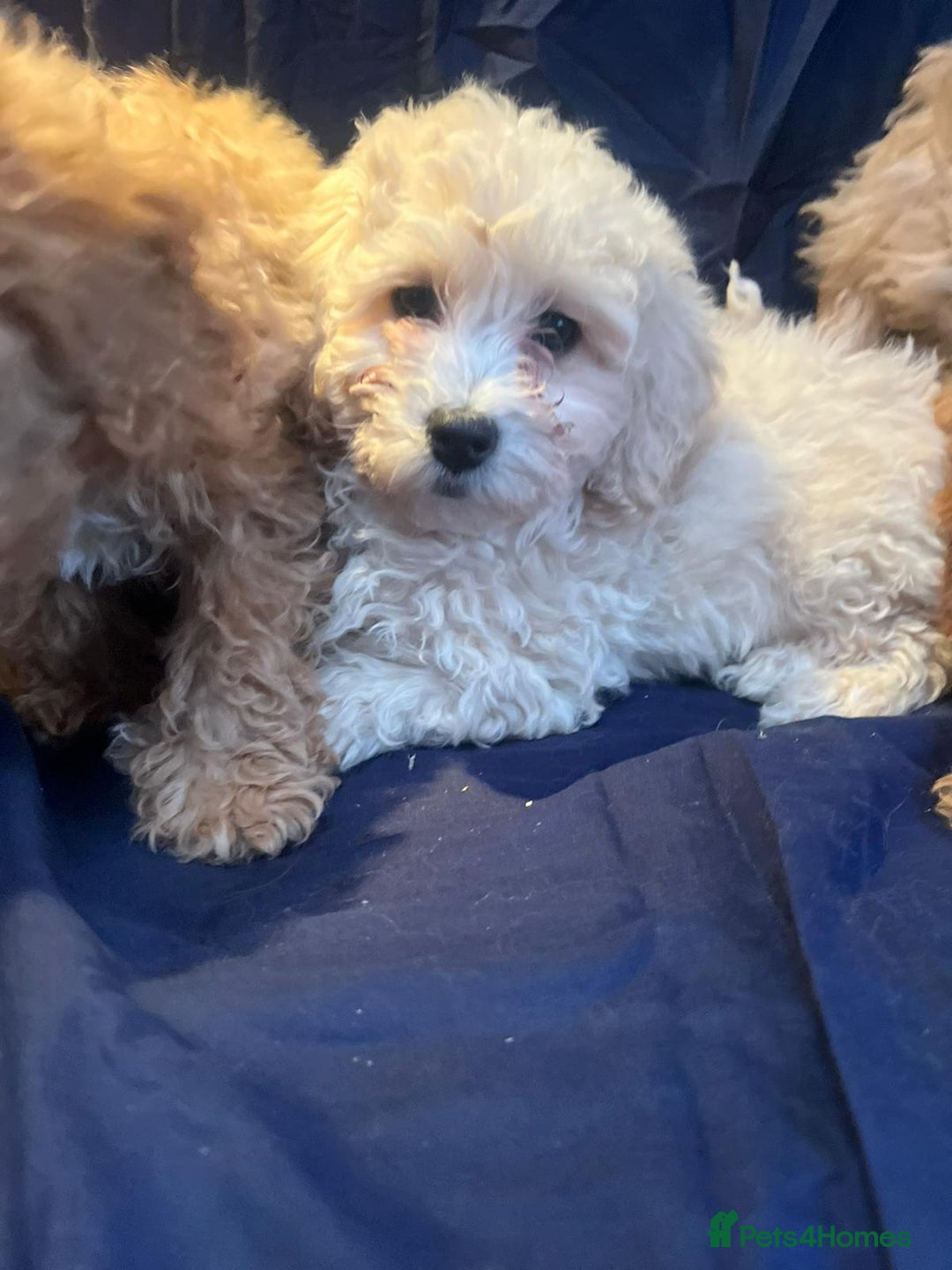 Cavapoo dogs for sale: Cavapoo puppy's  - Image 5