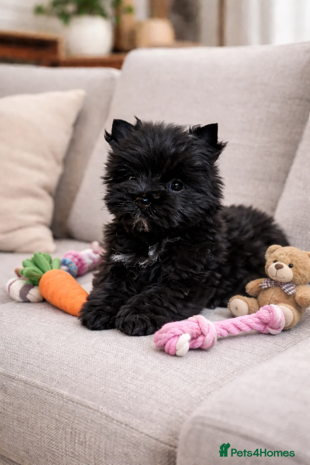 Yorkshire Terrier dogs for sale: Yorkshire Terrier  - Advert 4