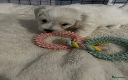 Mixed Breed dogs for sale: 4 Beautiful Maltichon Puppies. - Advert 10