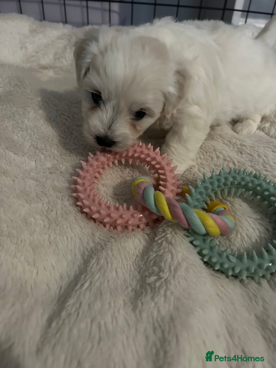 Mixed Breed dogs for sale: 4 Beautiful Maltichon Puppies. - Advert 10