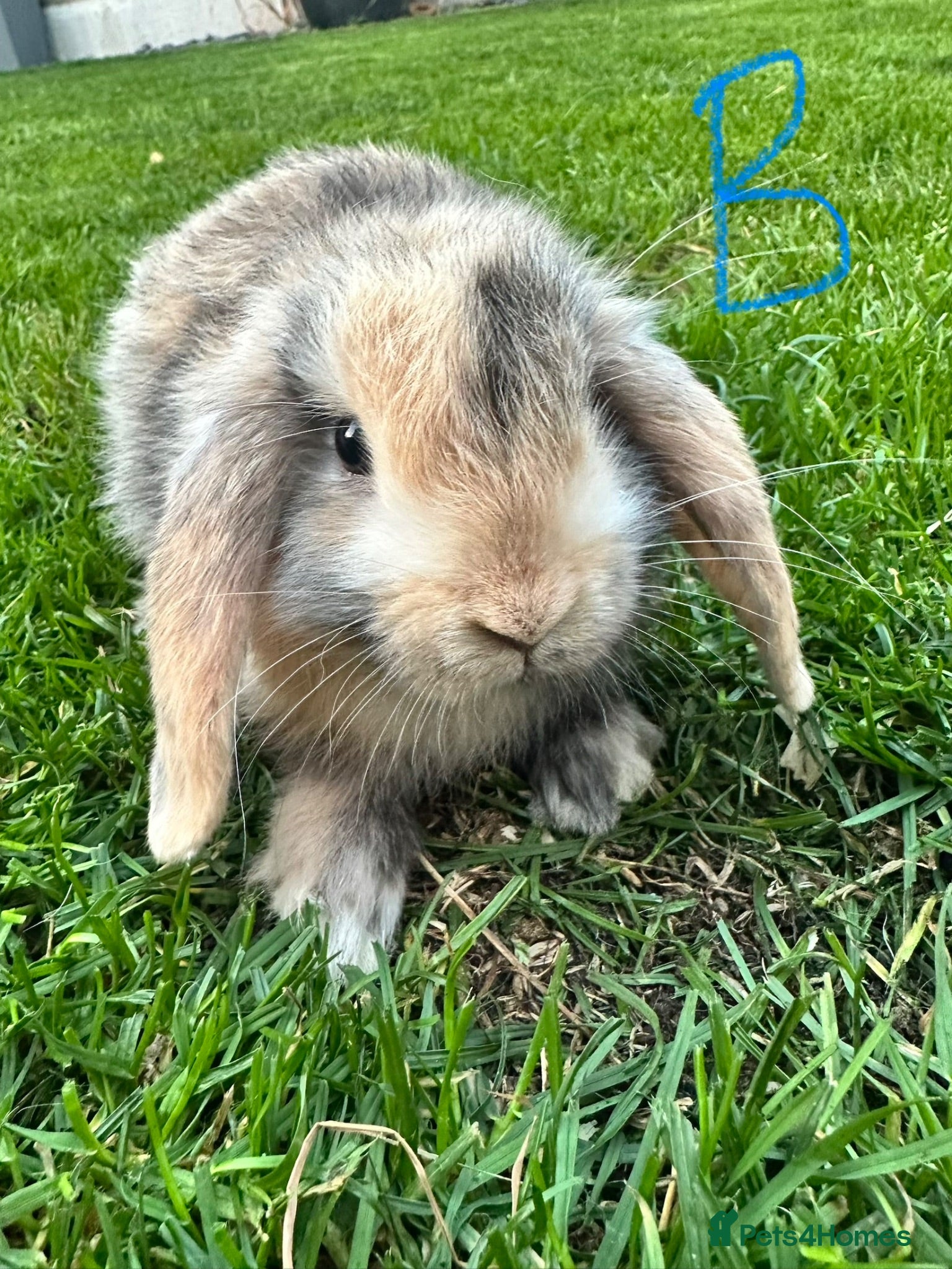 Mini Lop rabbits Mini Lop Rabbits For Sale  - Advert 2