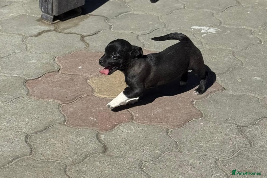 Mixed Breed dogs for adoption: FLORA - a Lovely tiny puppy girl for a Loving Home - Advert 23