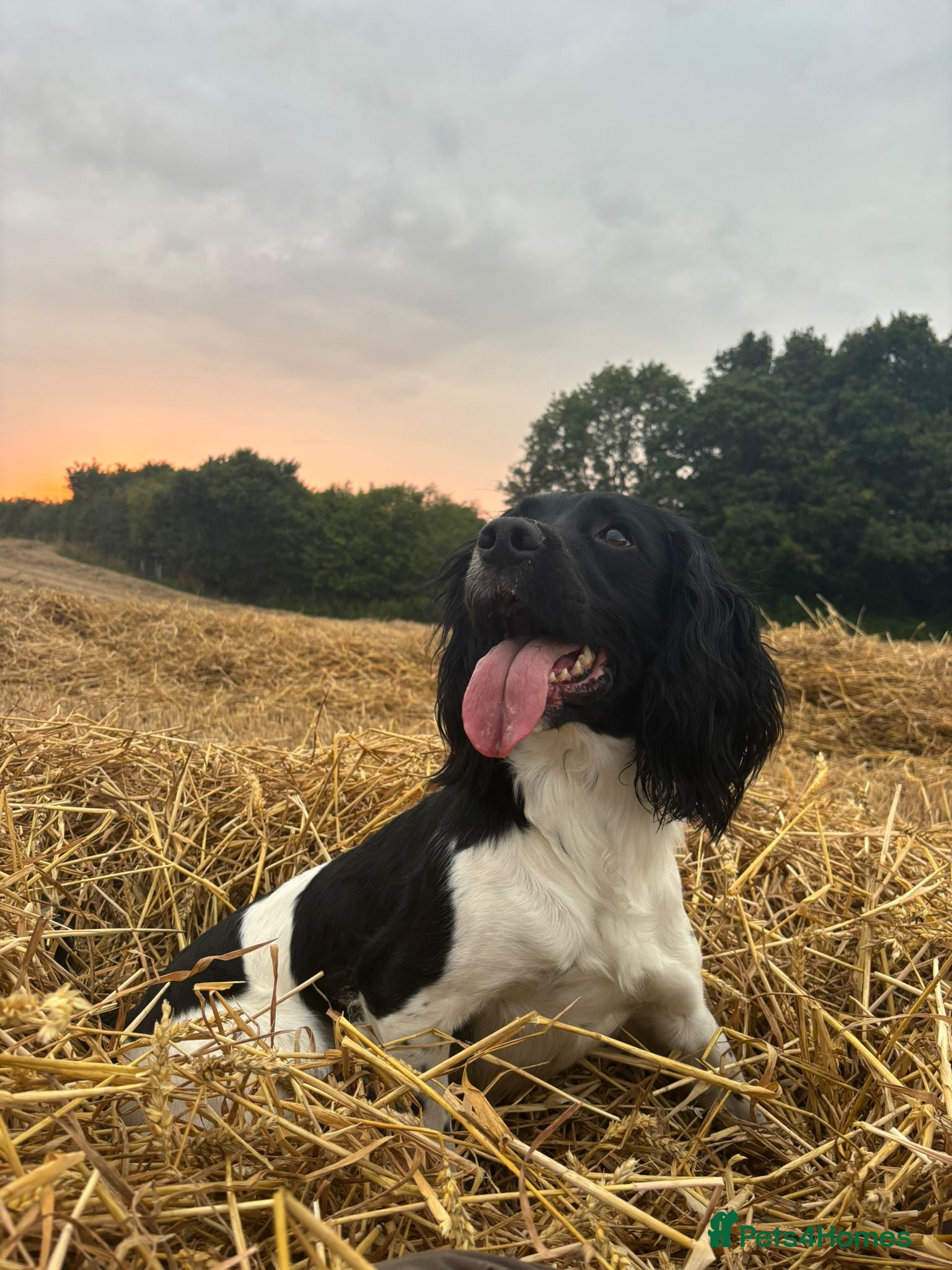 English Springer Spaniel dogs Wessexmac's King Kobe at Stud - Advert 11