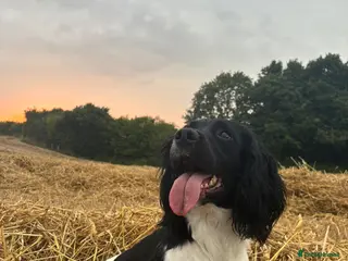English Springer Spaniel dogs Wessexmac's King Kobe at Stud - Advert 11