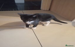 European cats for sale: Looking for new home - Image 5