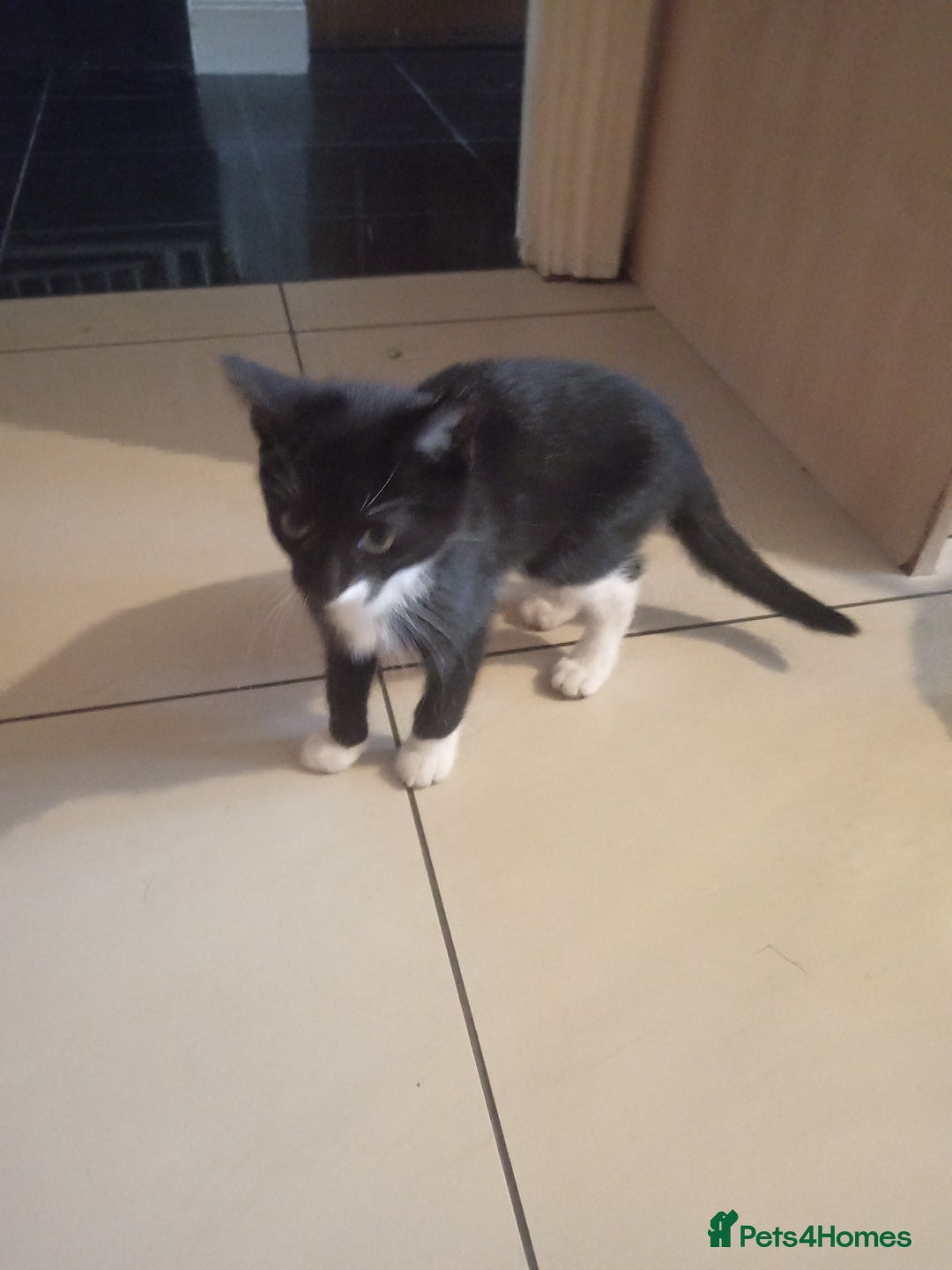 European cats for sale: Looking for new home - Image 5