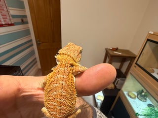 Bearded Dragon reptiles - Advert 2