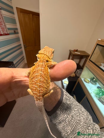 Bearded Dragon reptiles - Advert 3