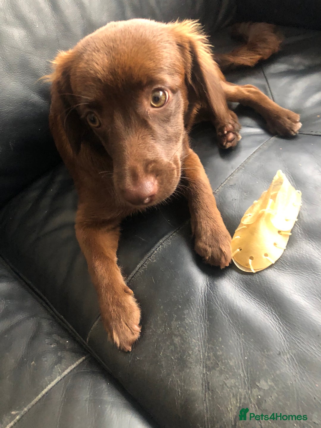 Mixed Breed dogs for sale: Pomeranian x Chihuahua puppies  - Advert 2