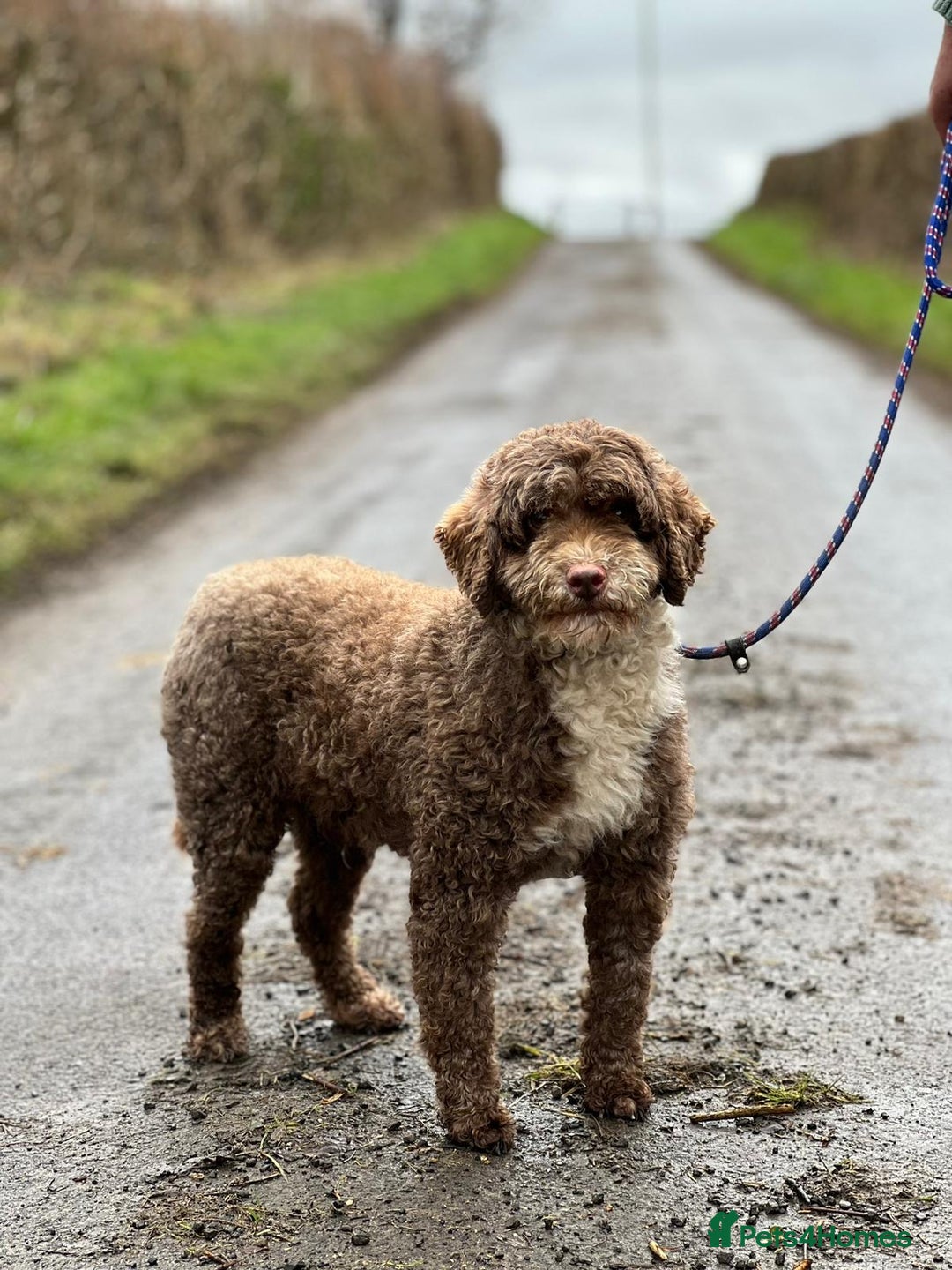 Miniature Poodle dogs for stud: Miniature Poodle KC Reg Fully DNA Health Tested  in Radstock - Image 11