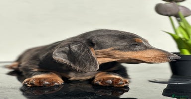 Miniature Dachshund dogs - Advert 4