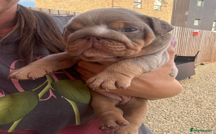 English Bulldog dogs - Advert 4