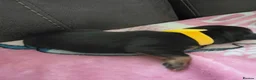 Dachshund dogs for sale: Miniature dachshund puppies  - Advert 2