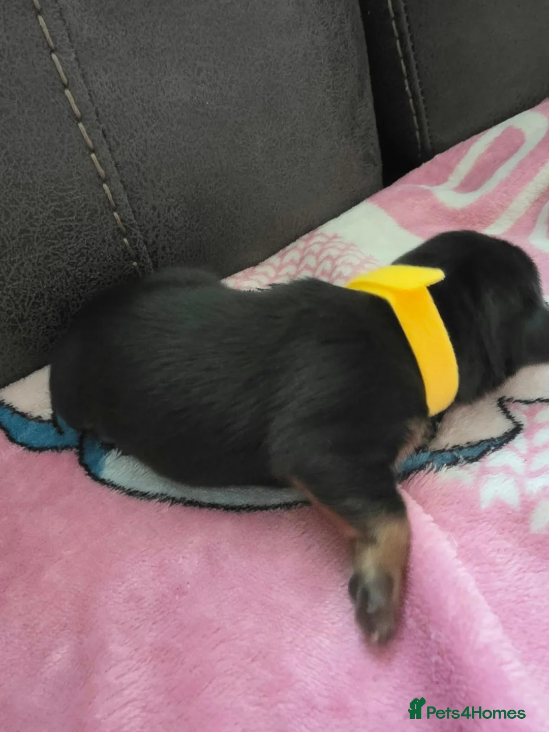 Dachshund dogs for sale: Miniature dachshund puppies  - Advert 2