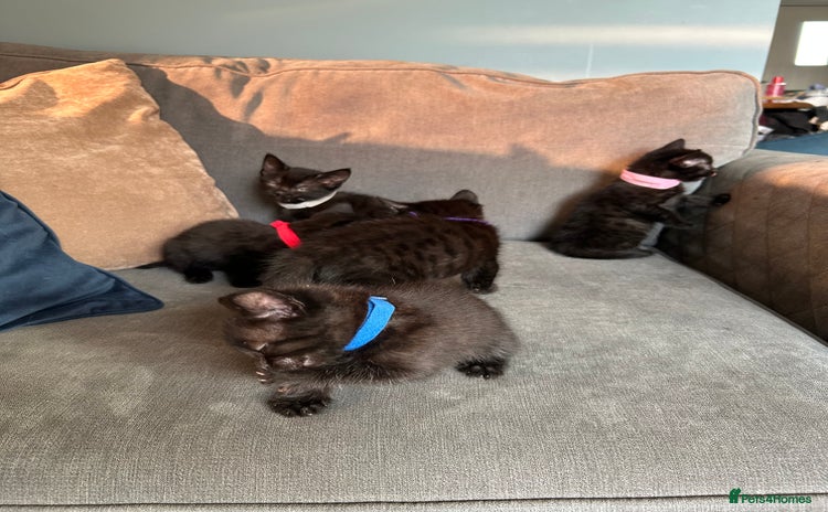 Domestic Shorthair cats - Advert 1