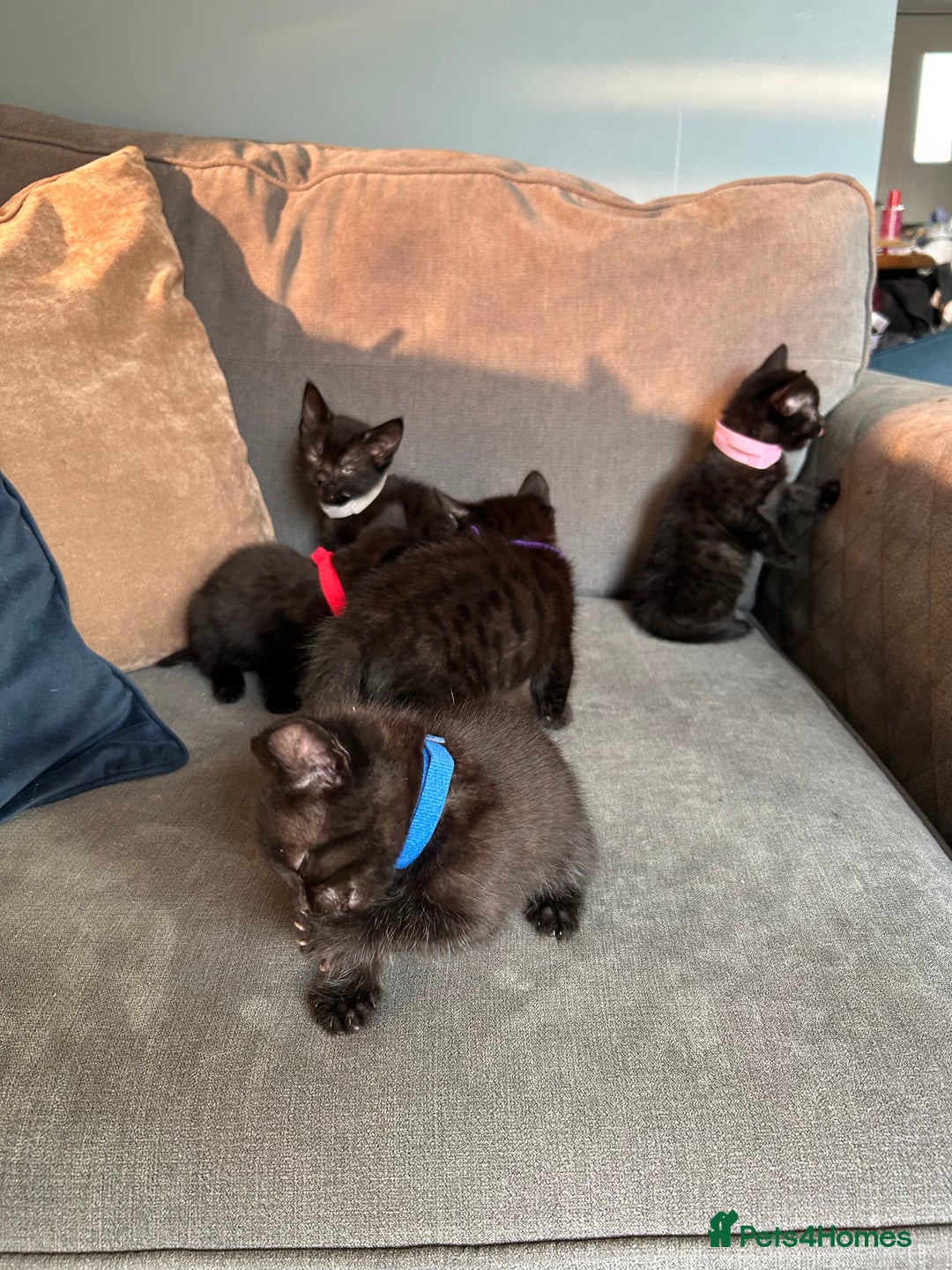 Domestic Shorthair cats for sale: Beautiful black kittens.  - Image 1