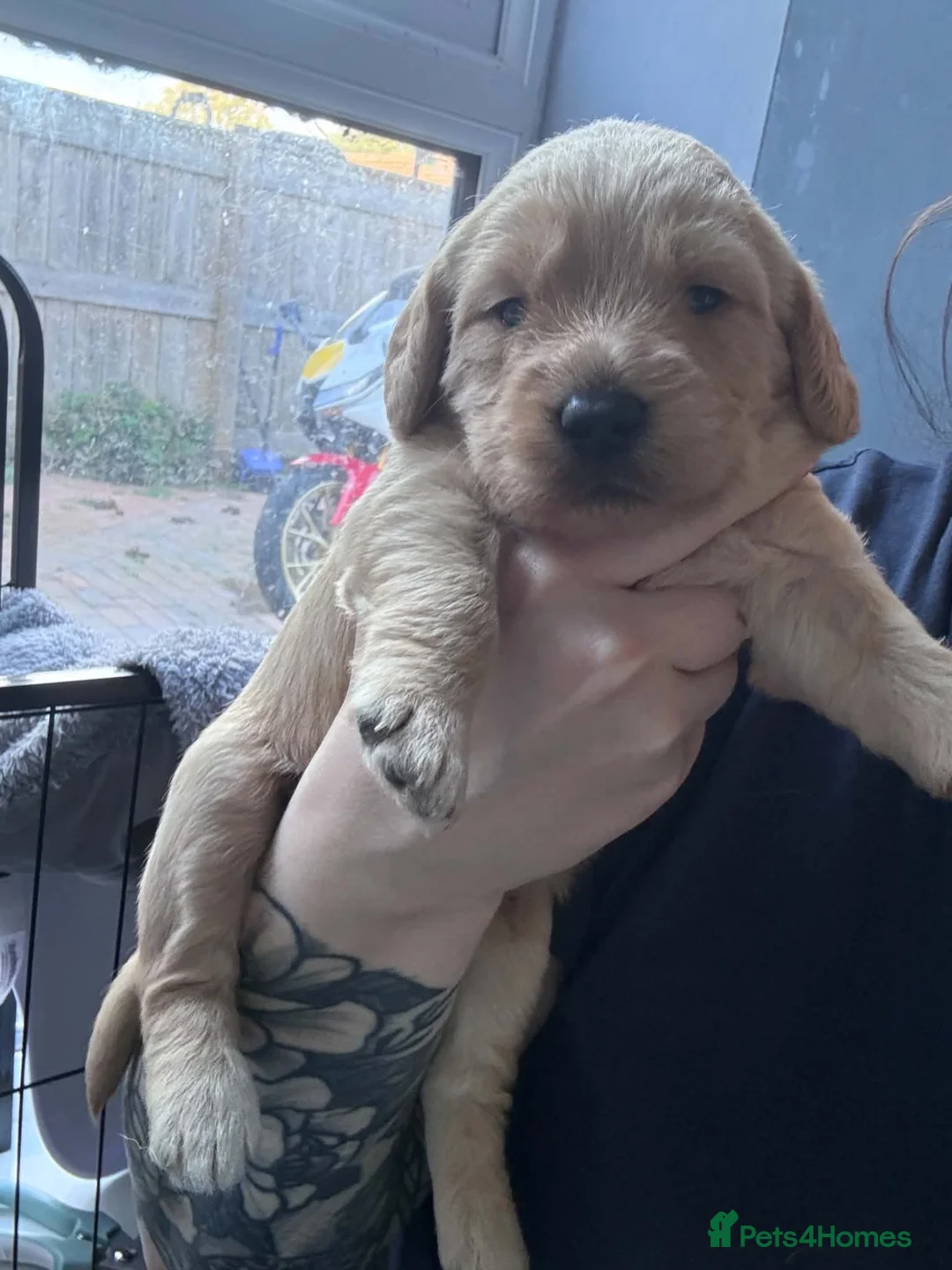 Mixed Breed dogs for sale: Beutiful 2nd litter of 5 lab X cockapoos  in York - Advert 7