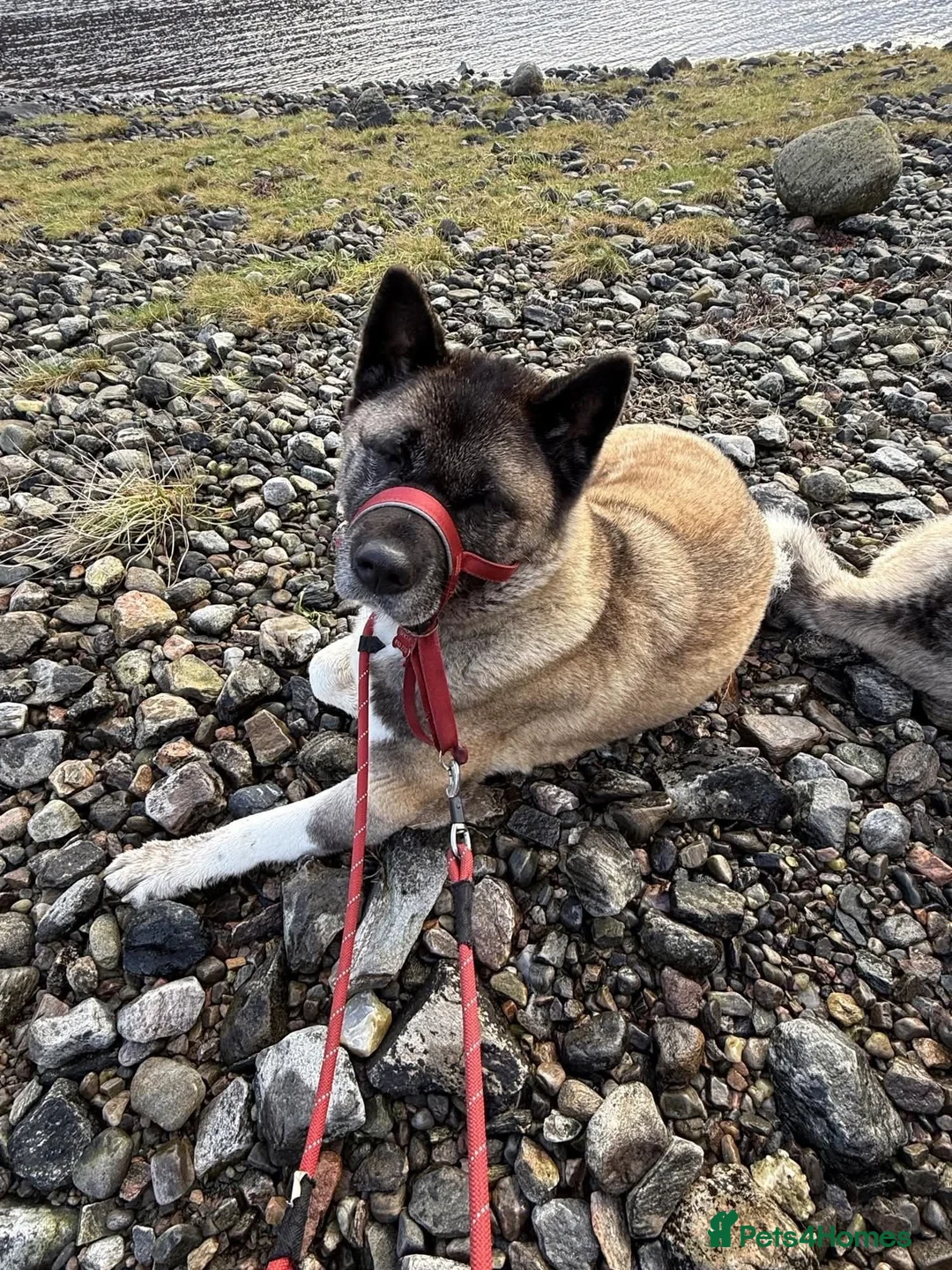 Akita dogs for adoption: Misty - Advert 2