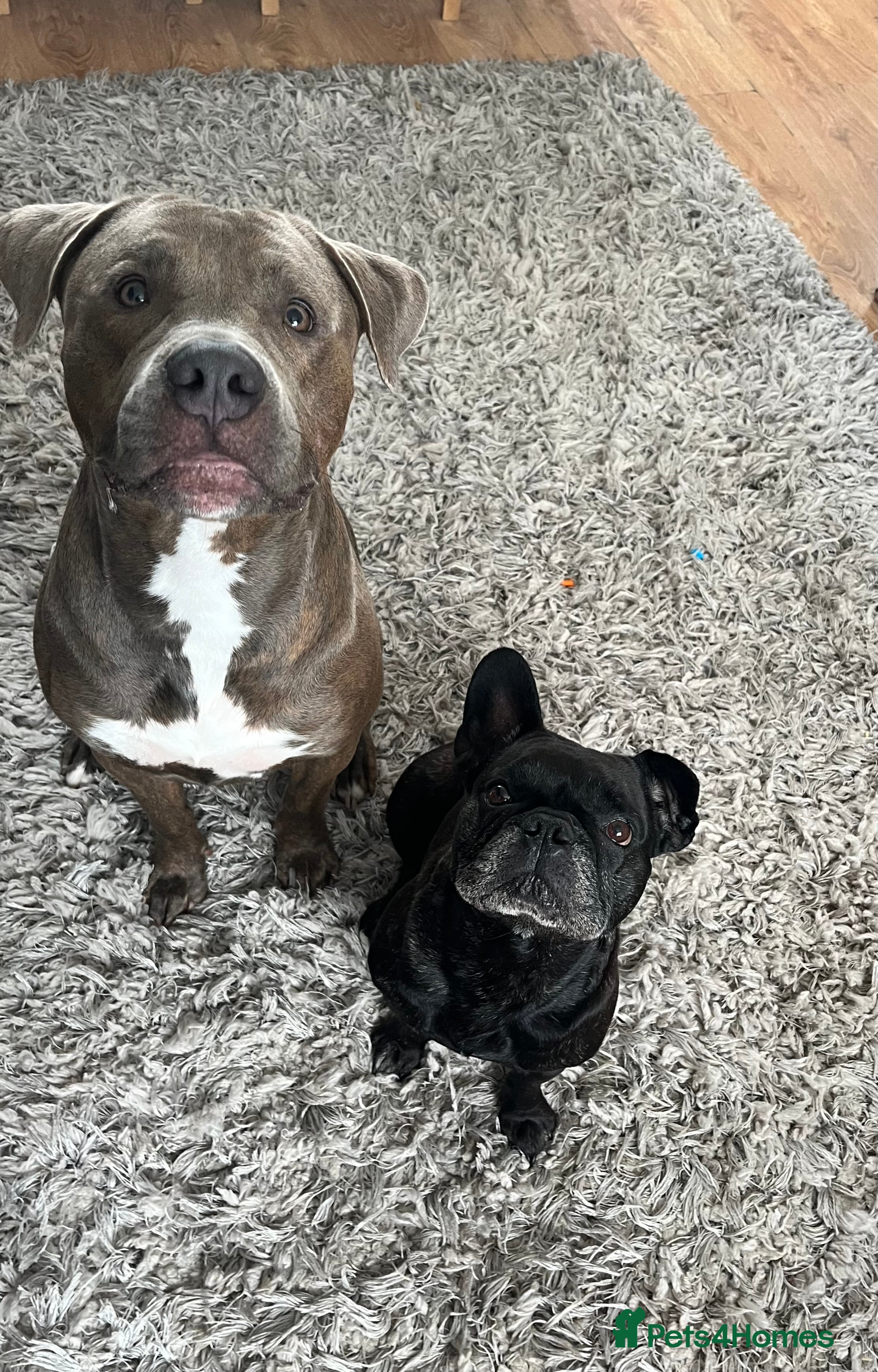 Mixed Breed dogs Staff/bullmastiff - Advert 1