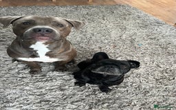 Mixed Breed dogs for sale: Staff/bullmastiff - Image 1