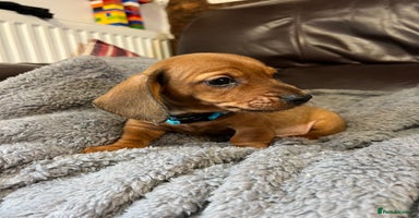 Dachshund dogs - Advert 7