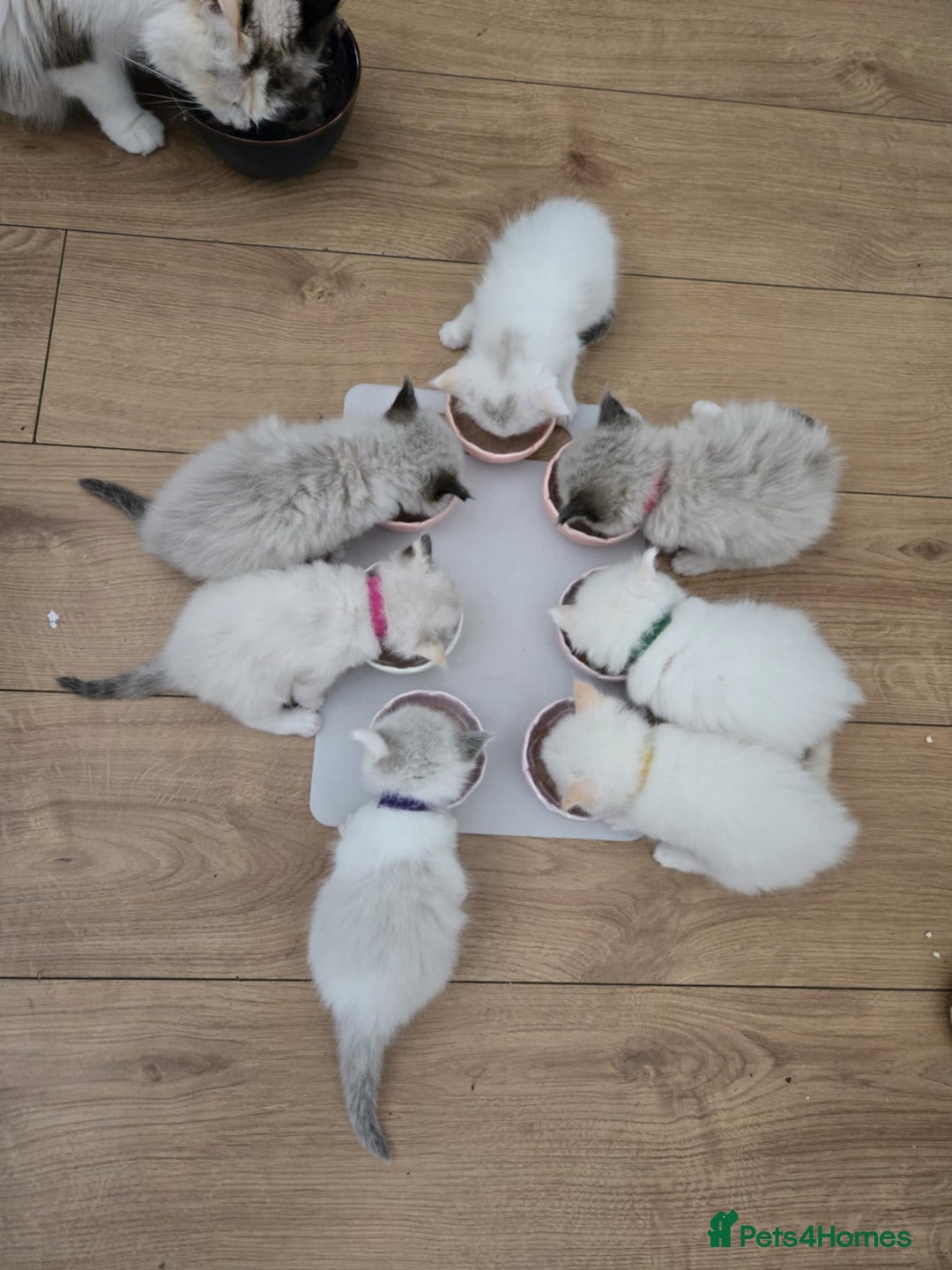 Ragdoll cats for sale: Pure ragdoll kittens for sale - Image 8