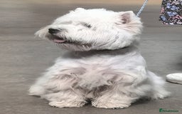 West Highland Terrier dogs for sale: Outstanding KC show line puppies  - Image 8