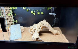 Bearded Dragon reptiles for sale: Zero Bearded Dragon plus full setup - Image 6