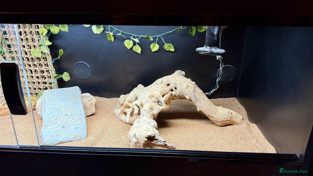 Bearded Dragon reptiles for sale: Zero Bearded Dragon plus full setup - Image 6