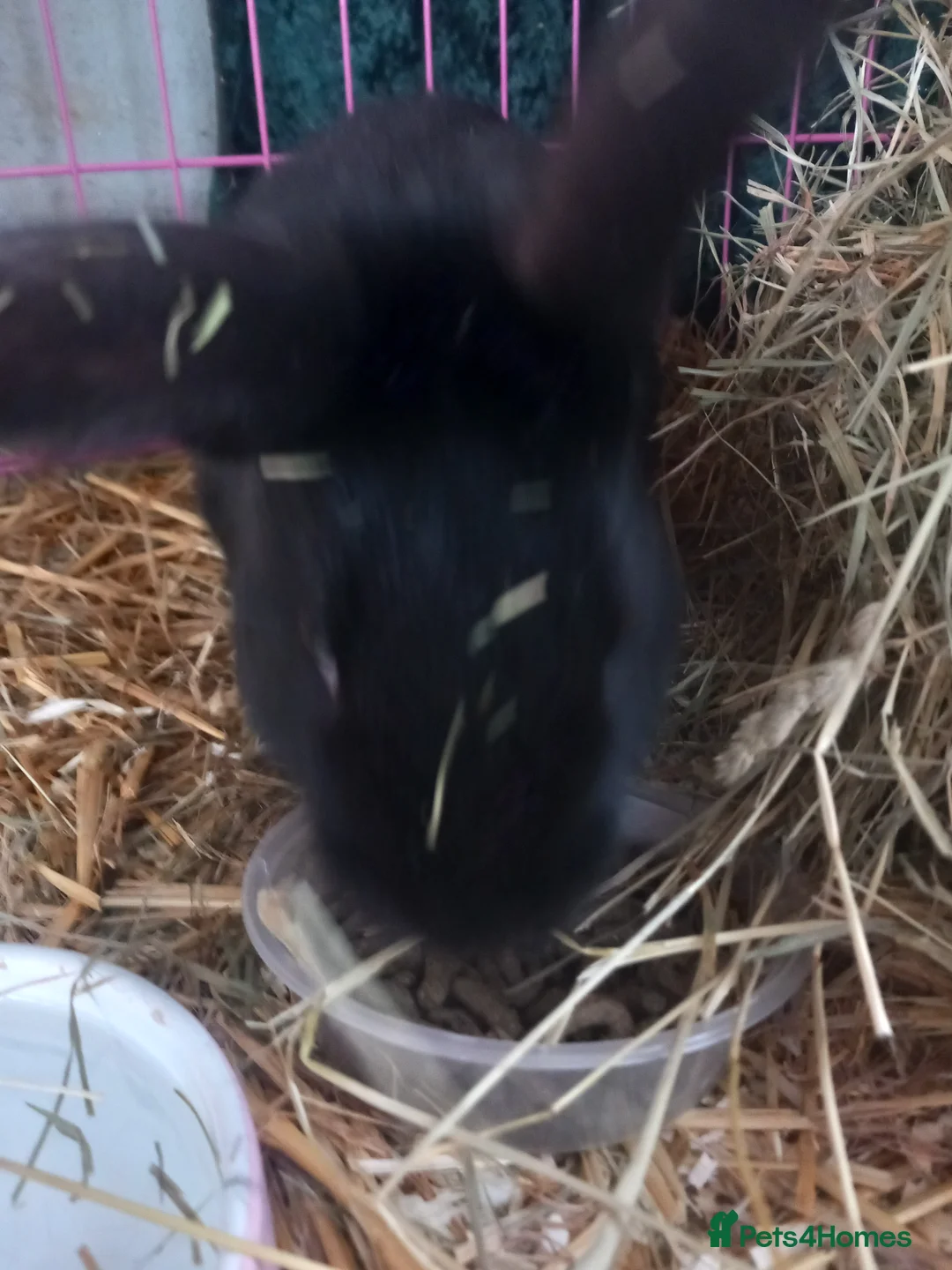 Mixed Breed rabbits for sale: Bunnies ready for there new home  - Advert 5