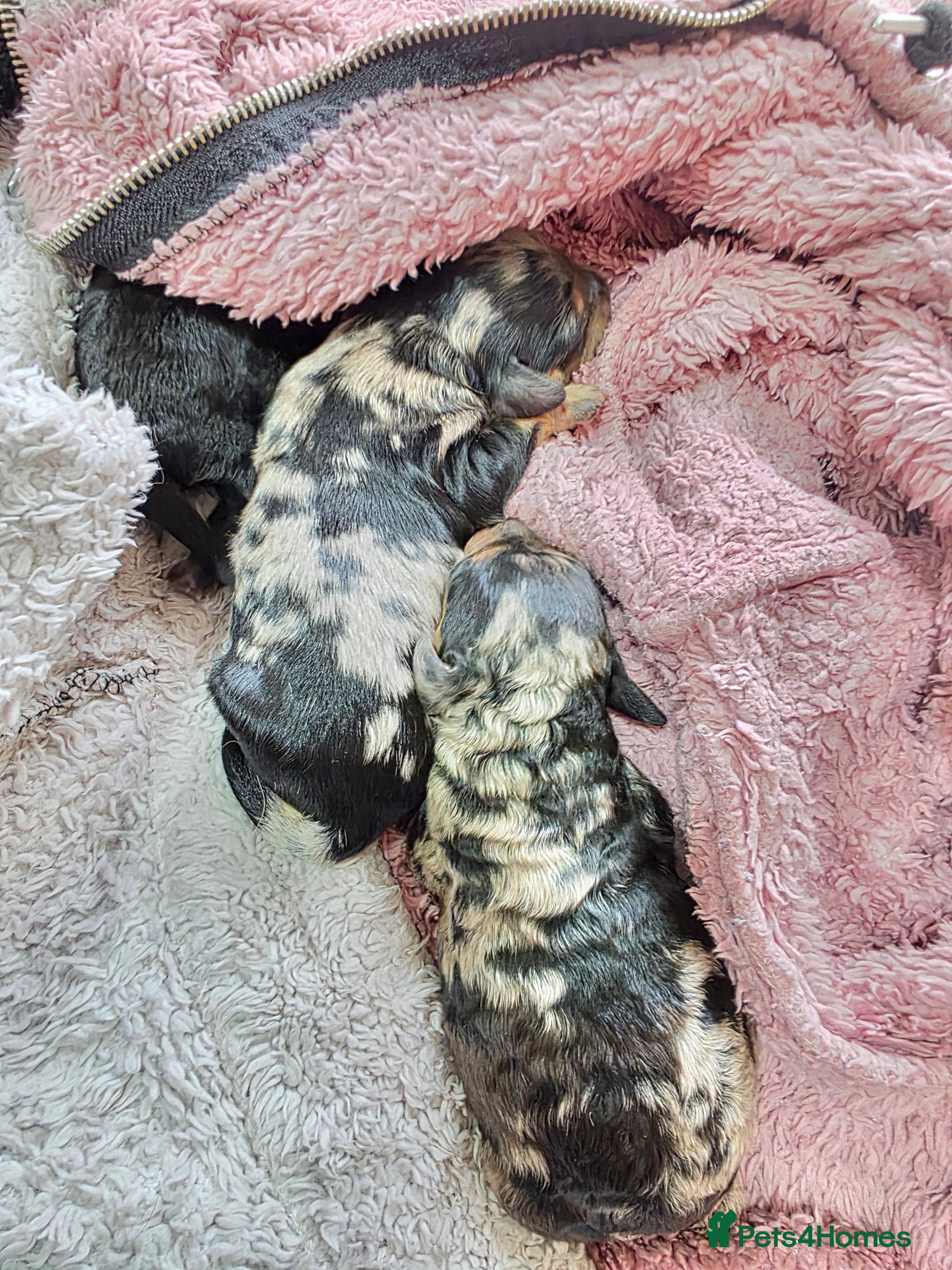 Cockapoo dogs Cockapoo puppies - Advert 2