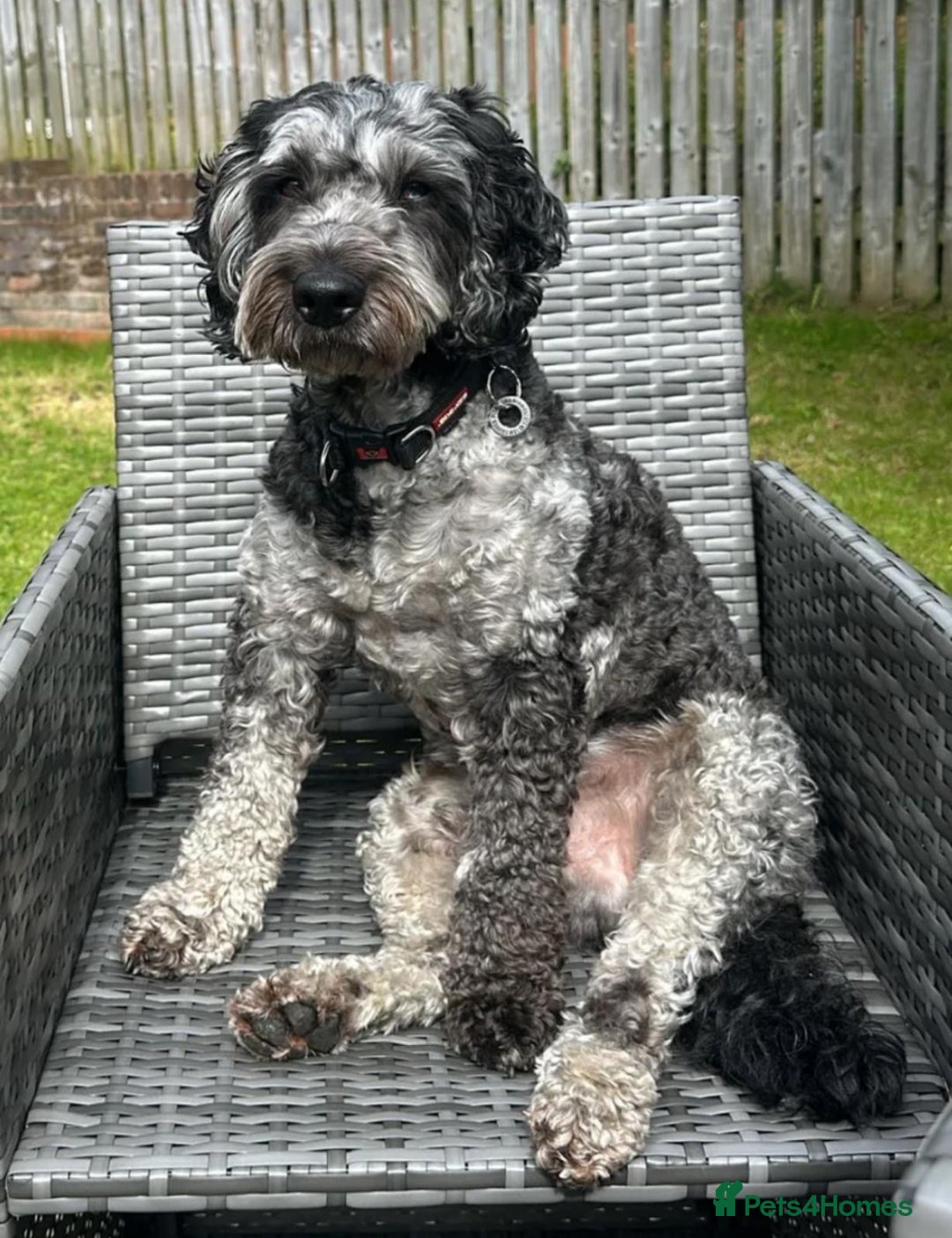 Cockapoo dogs for sale: 🐾💕 Exceptional F2 Cockapoo Puppies💕🐾 - Advert 10