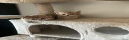 Scottish Fold cats for sale: Scottish fold and straight kittens - Advert 10