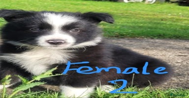 Border Collie dogs - Advert 12