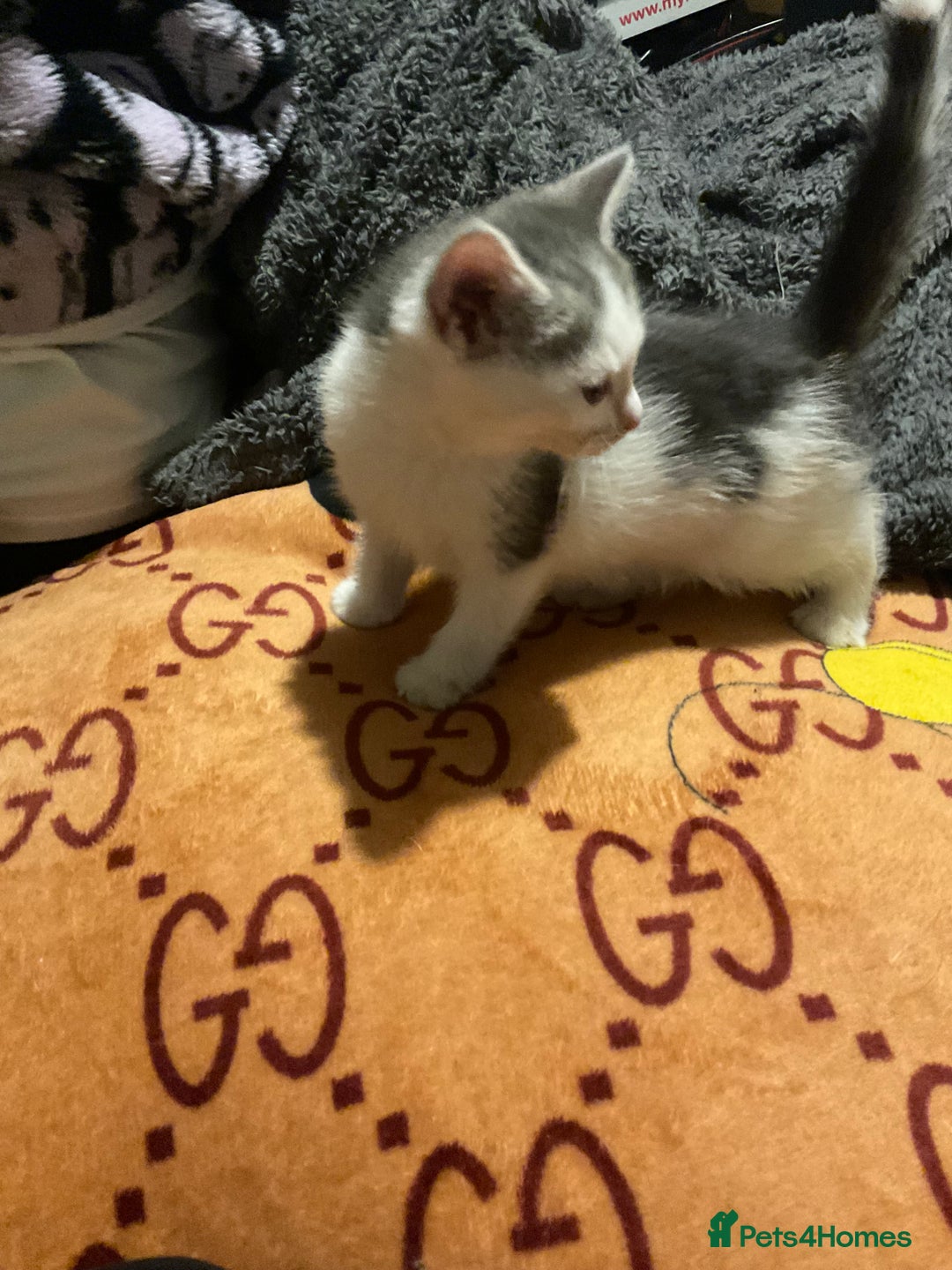 Mixed Breed cats for sale: I’ve been let down and now looking for home - Image 7